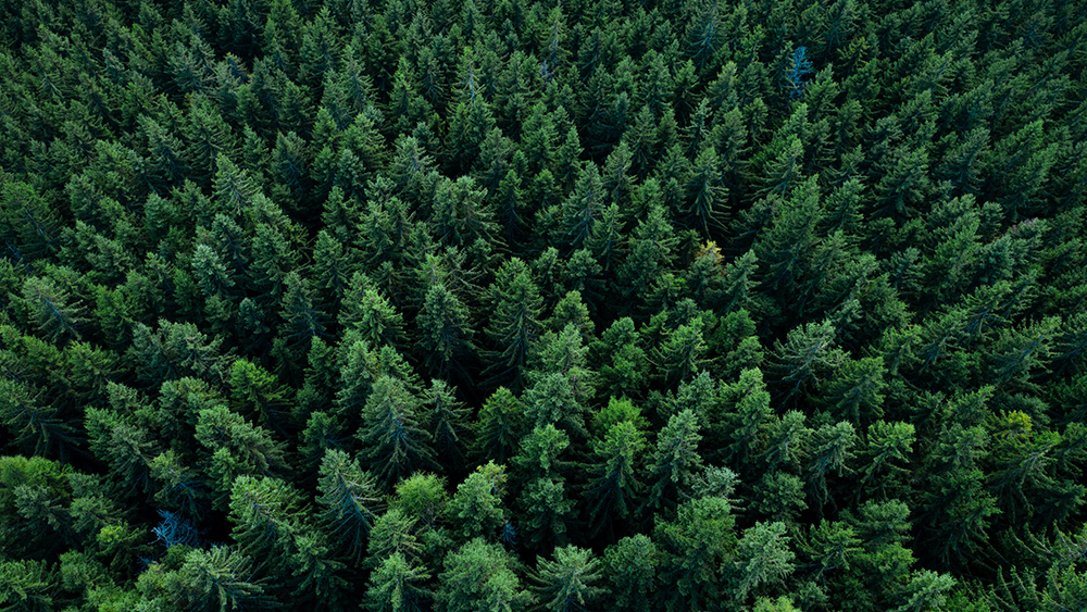 The strange case of planting more pines on marginal land (where urban ...