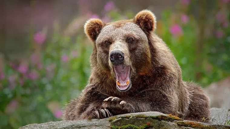 Hungry bear