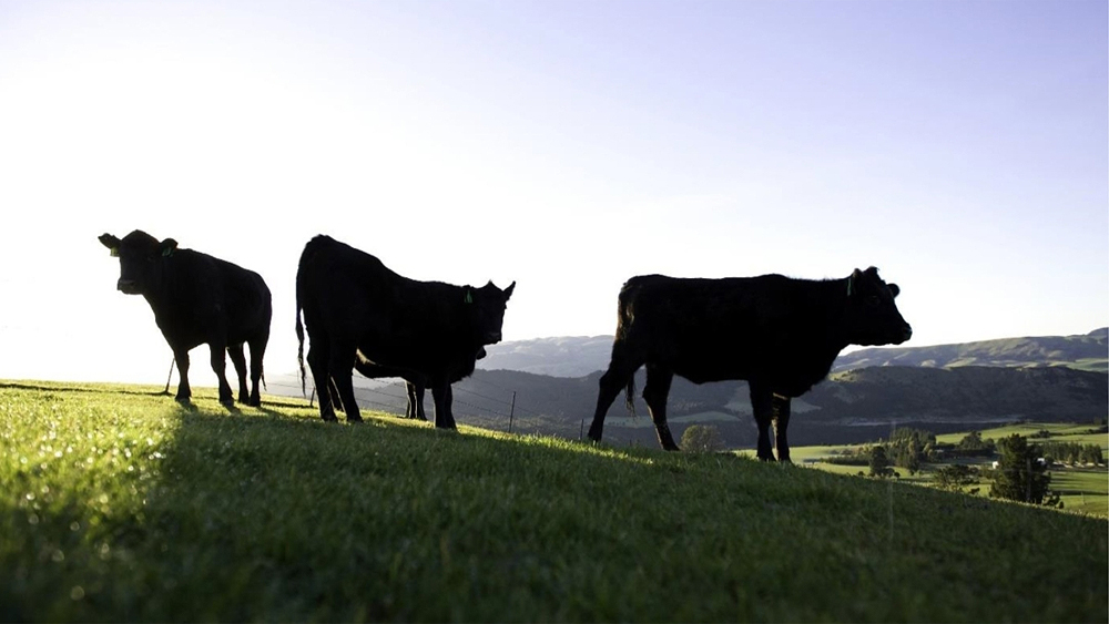 beef cattle on hill