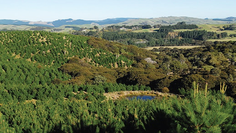 The spread of pine trees onto livestock grazing land