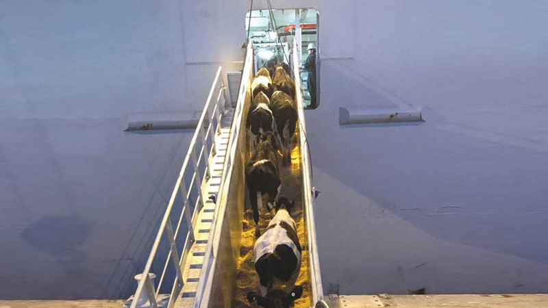 loading cows onto a ship