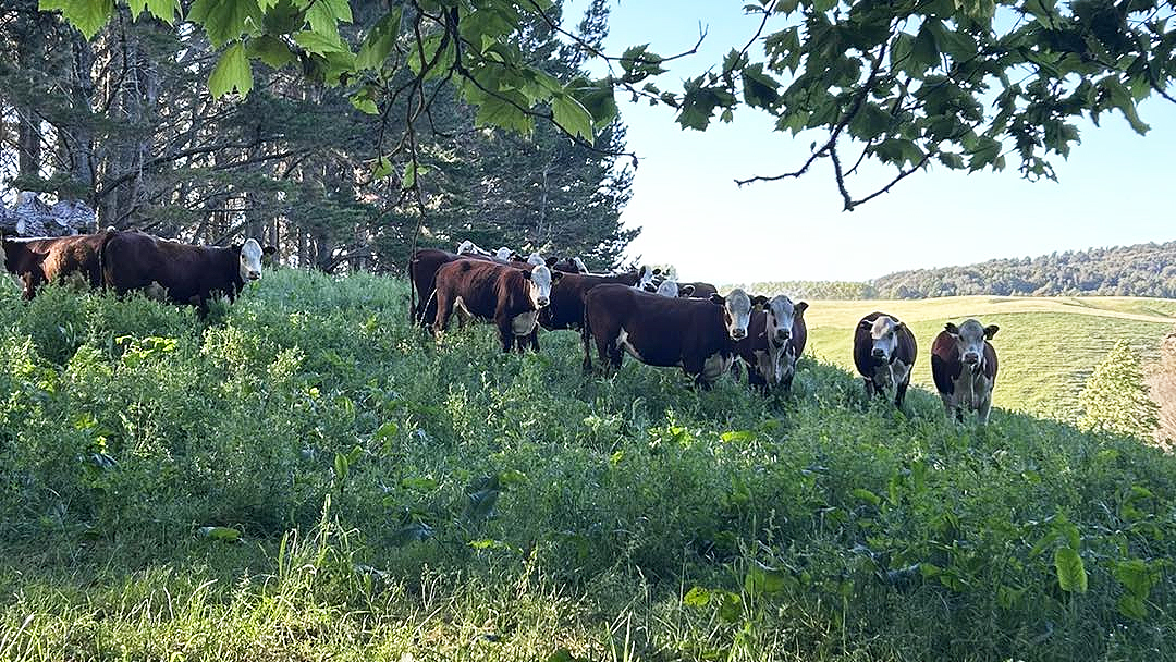 cattle at Wholly Cow farm