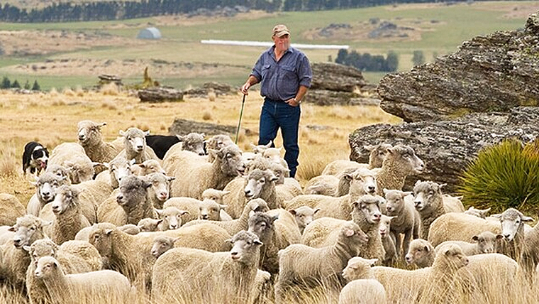 Merino/Romney crossbred sheep