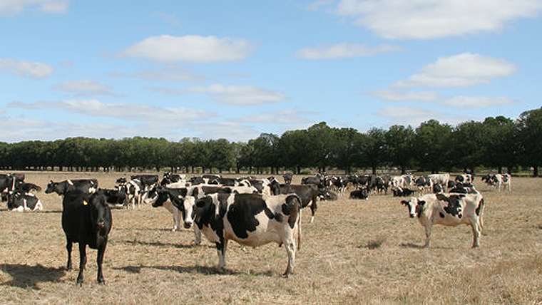 seasonal dry conditions have hit many North Island regions and the east of the South Island, hampering milk flows in recent weeks.