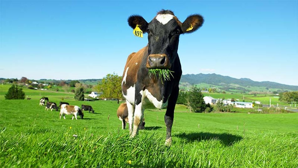 Dairy event brings money and best cows to Manawatu