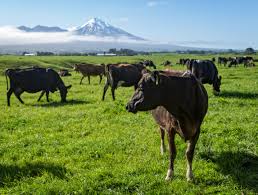 Fed Farmers dairy chairman admits NZ dairy farmers are among the world