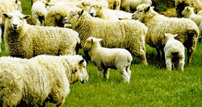 New season outlook for sheep and beef | interest.co.nz