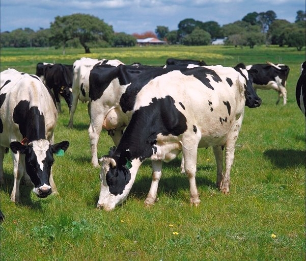 Please Scroll Down to See Our Cows