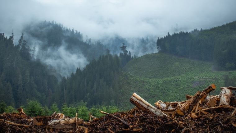 A misty pine forest partially cut down.