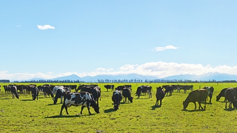 Dairy cows on Canterbury Plain