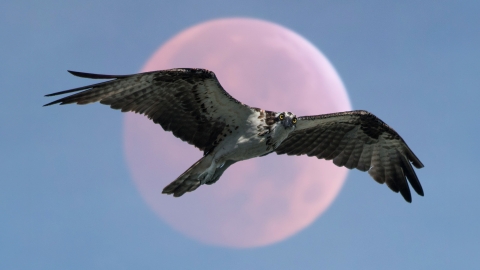 An Osprey hawk flying during a blood moon