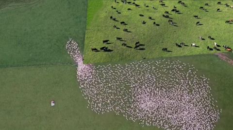 cows and sheep