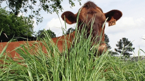 cattle in grass