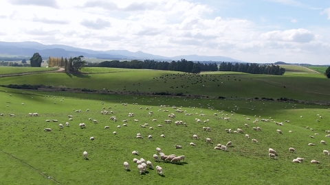 sheep farm