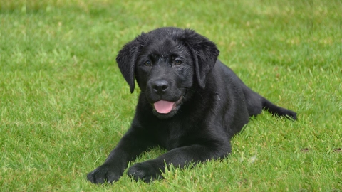 labrador puppy