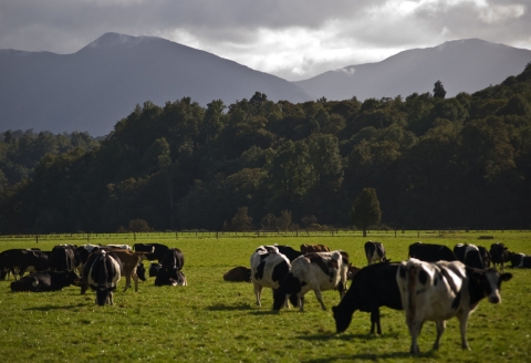 Cows grazing