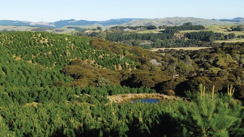 The spread of pine trees onto livestock grazing land