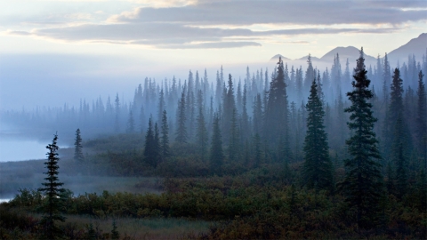 Funded by polluters, trees are marching on to food producing farms