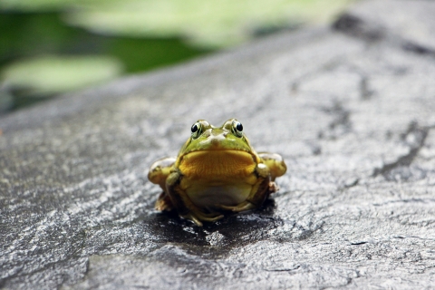 A green frog sits on wet ground