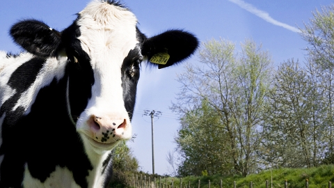 smiling cow