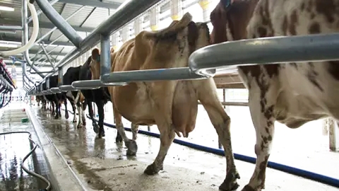 Cows in milking shed