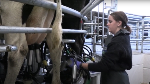 milking cows